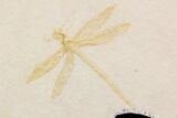 Fossil Dragonfly (Pos/Neg) - Solnhofen Limestone (Special Price) #92470-1